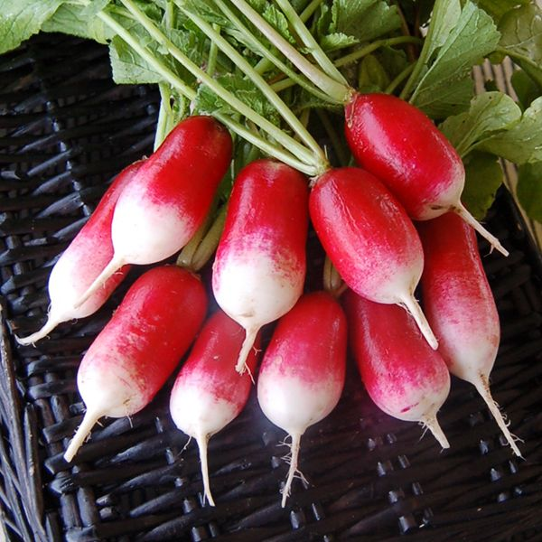 french breakfast radishes